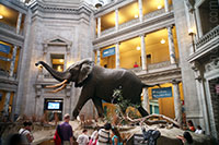 Rotunda, National Museum of Natural History, Washington DC