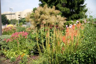 Colorful flowers in the Bartholdi Park, Washington DC