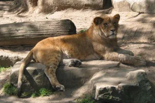 Indian Lion, Antwerp Zoo
