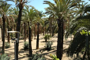Palm tree forest in the Parc de Joan Miró, Barcelona