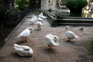 Geese in the cloisters of the Barcelona Cathedral