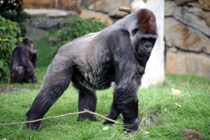 Gorilla, Berlin Zoo