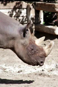 Rhinoceros, Berlin Zoo