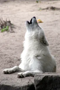 Howling White Canadian Wolf, Berlin Zoo