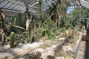 Cacti at the Botanical garden in Budapest