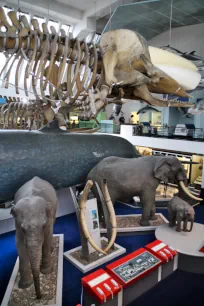 Large mammals in the Natural History Museum, London