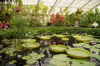 Waterlily House, Kew Gardens, London