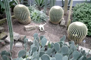 Cacti in the Jardin Botanique's greenhouse in Montreal, Canada
