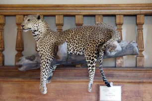 Mounted leopard, Redpath Museum