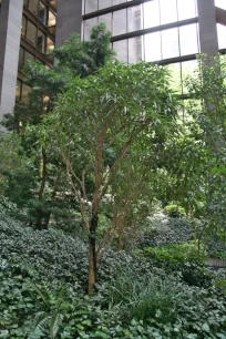 Garden of the Ford Foundation Building in New York