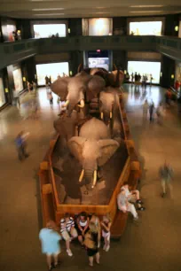 Hall of African Mammals, Museum of Natural History