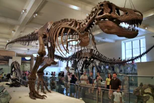 Dinosaurs, Museum of Natural History, New York