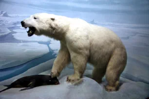 Polar Bear diorama, Academy of Natural Sciences, Philadelphia