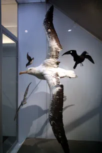 Albatross, Royal Ontario Museum, Toronto