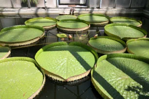 Water lilies in the Botanical Garden in Vienna