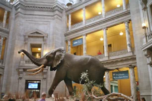 Rotunda, National Museum of Natural History, Washington DC