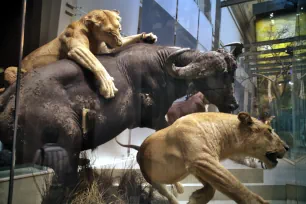 Mammal Hall, National Museum of Natural History, Washington DC